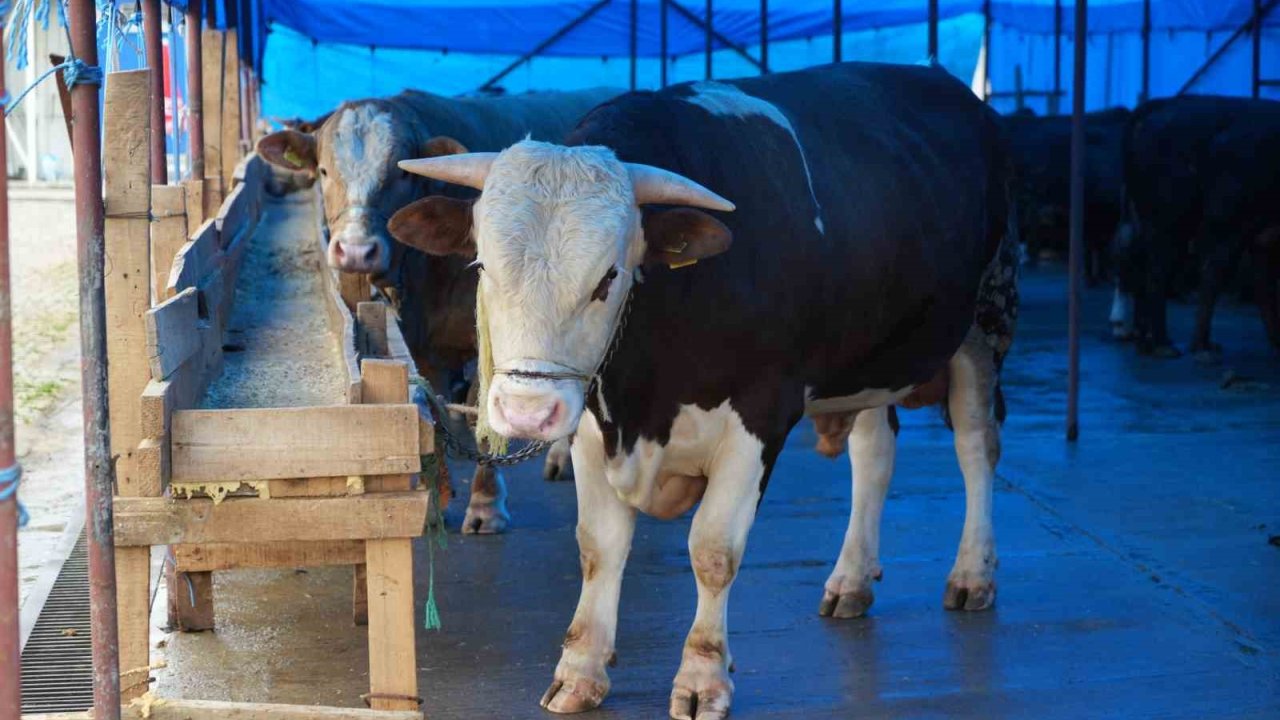 Profesörden kurbanlık uyarısı: "Hayvanın burnundan ve ağızından akıntı gelmemesi en başta dikkat edilecek husus"