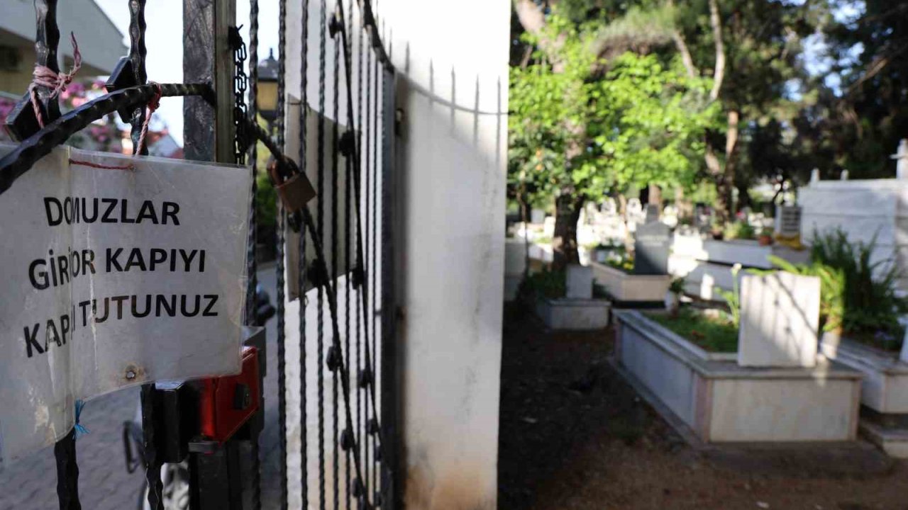 Marmaris’te vatandaşı canından bezdiren domuzlar, şimdi de mezarları tahrip etmeye başladı