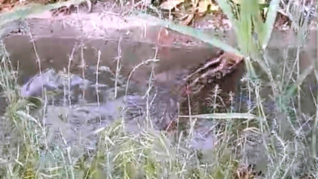 Sulama kanalına düşen domuz yavrusunun kanaldan çıkma mücadelesi kamerada