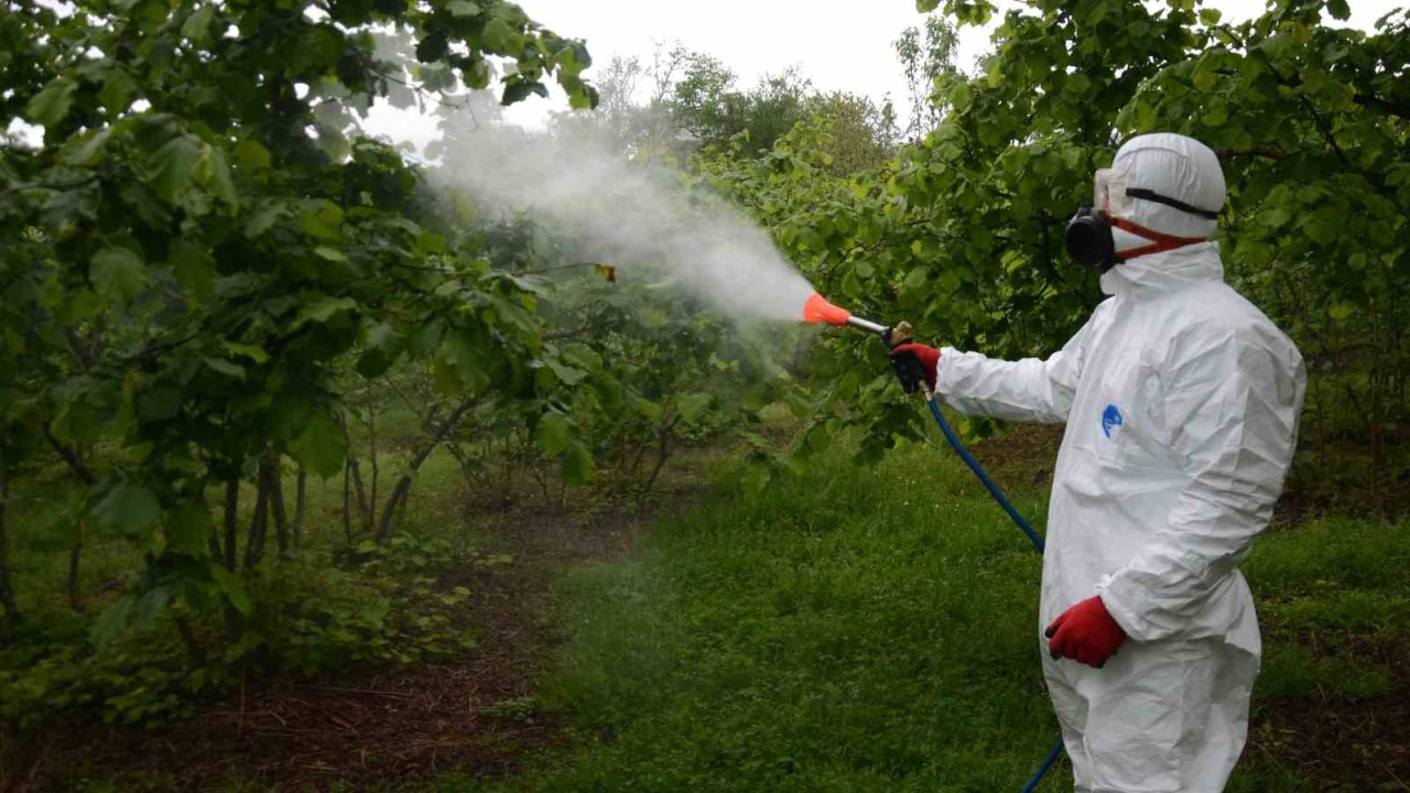 Fındıkta külleme hastalığına karşı mücadele başladı