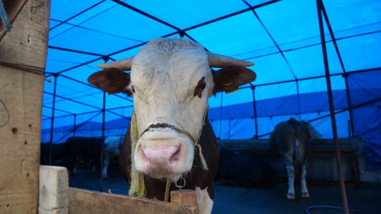 Kurban pazarı yüzleri güldürdü: "Hayvanların çoğunu sattık"