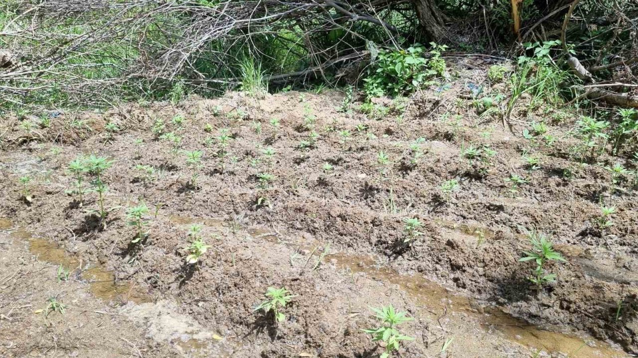 Bingöl’de 330 kök kenevir ele geçirildi