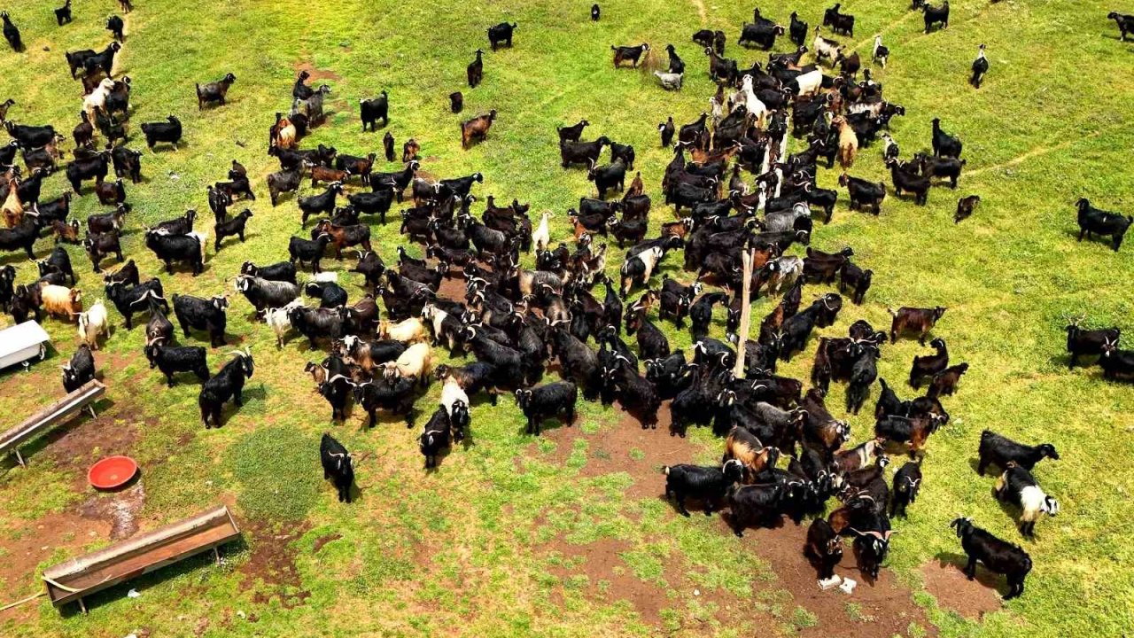 Kurbanlık satışları başladı, talep geçmiş yıllara göre düşük kaldı