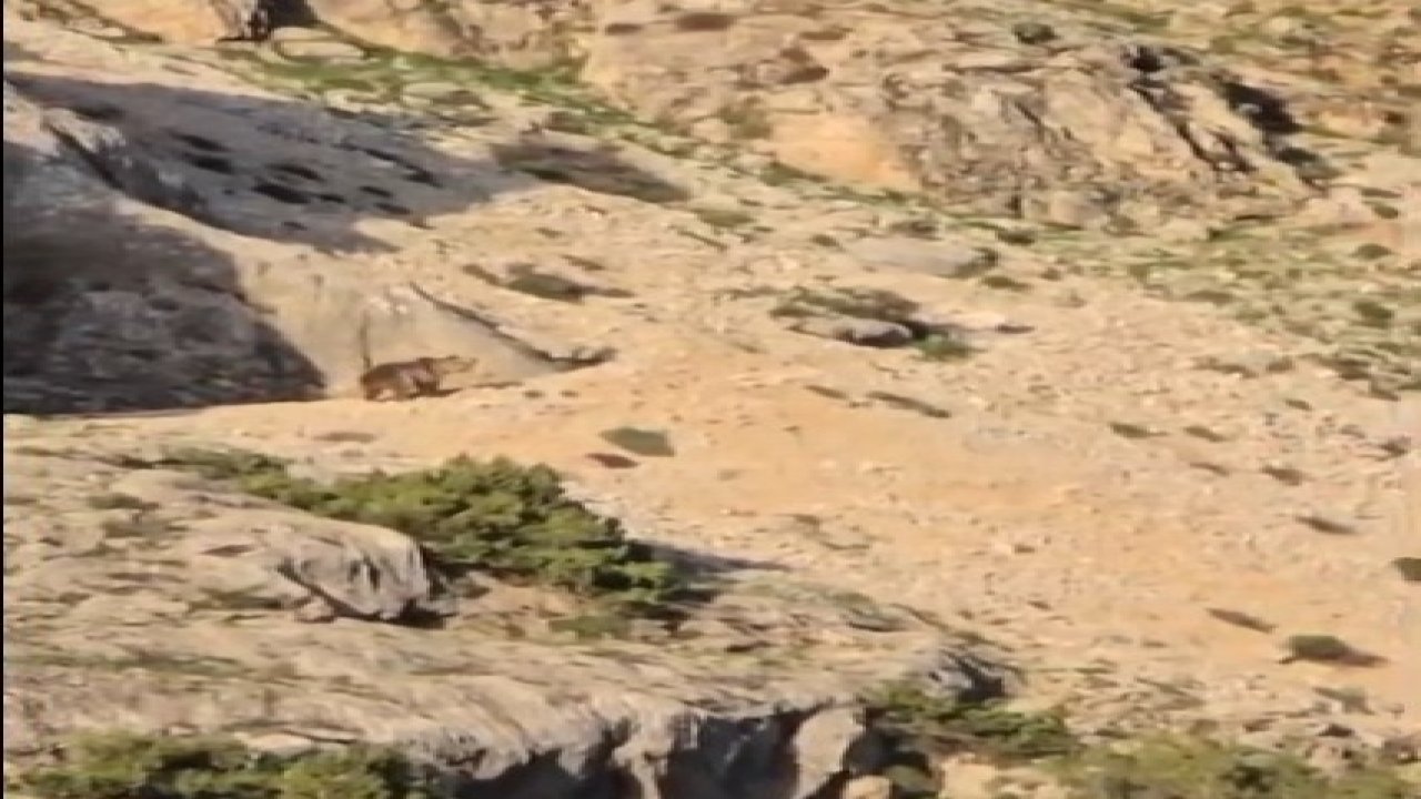 Ayı gören çoban kurt gibi uludu