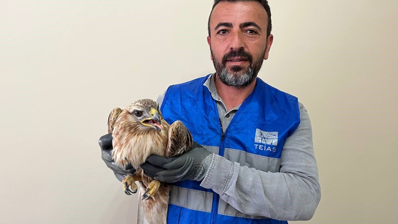 Niğde’de bitkin halde bulunan kızıl şahin koruma altına alındı