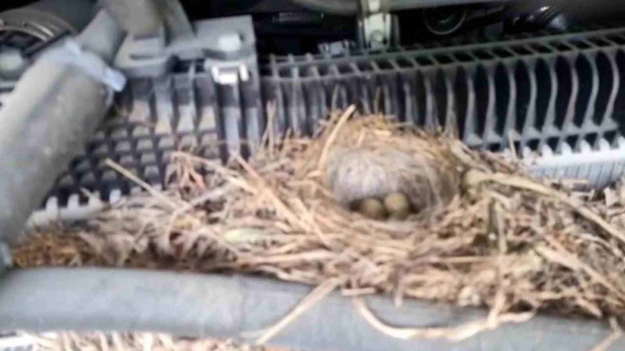 Rizeli’nin doğaya saygısı örnek oldu