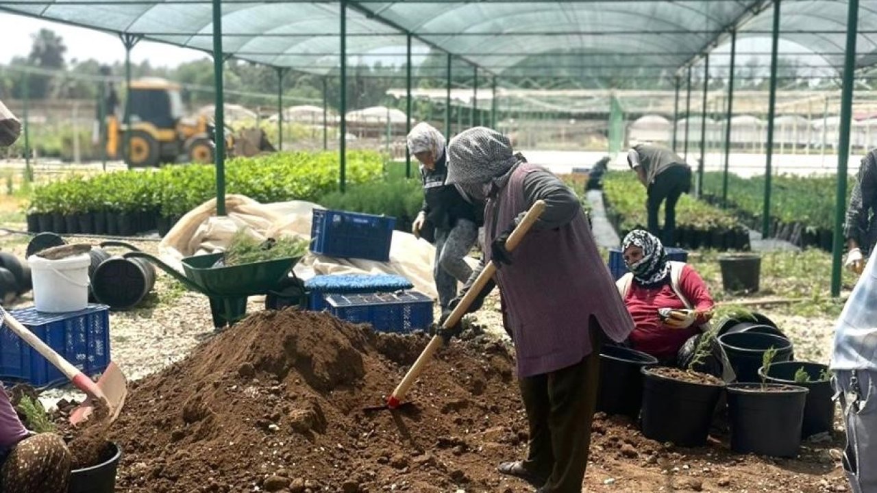 Tarsus’ta ’klonal okaliptus’ fidanı üretimi
