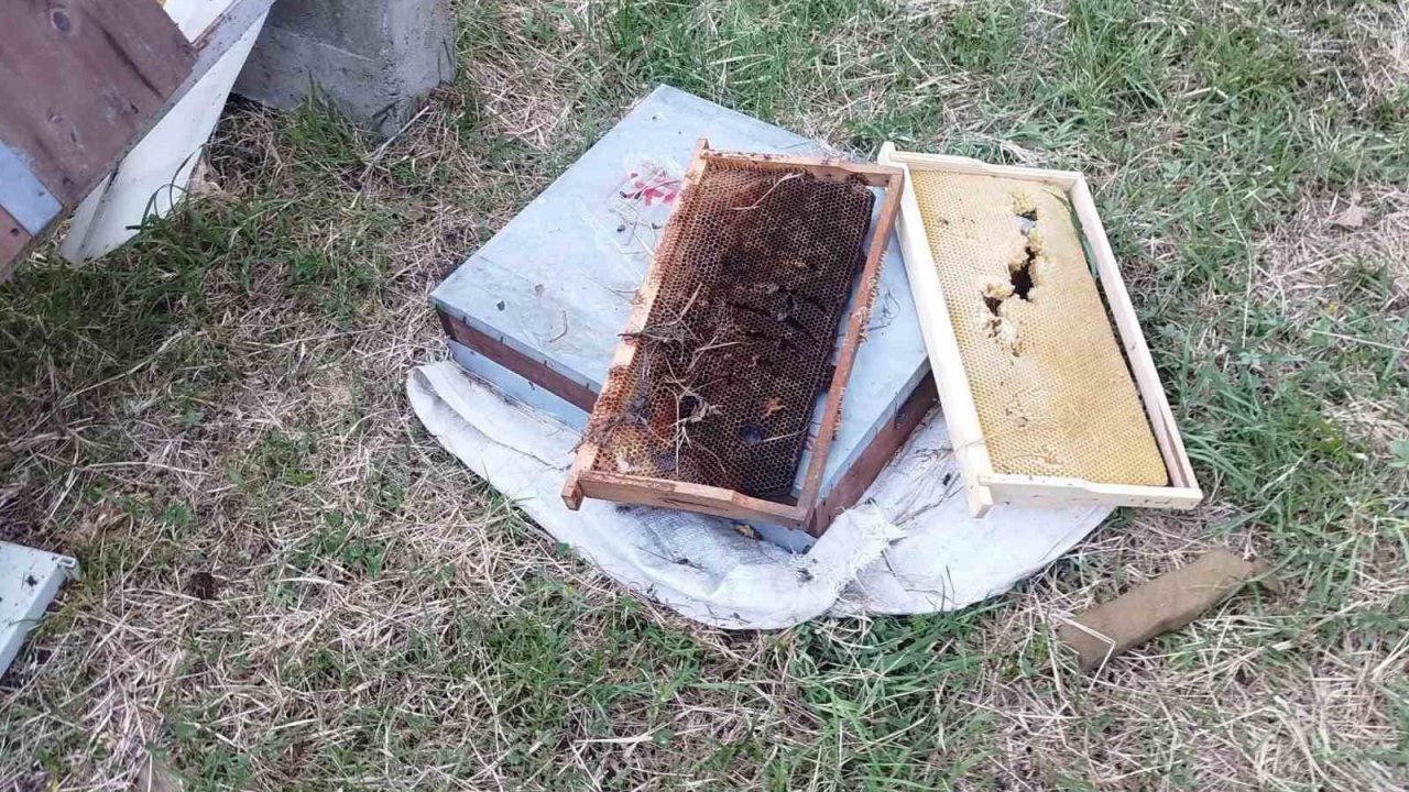 Kastamonu’da ayı 6 arı kovanını parçaladı