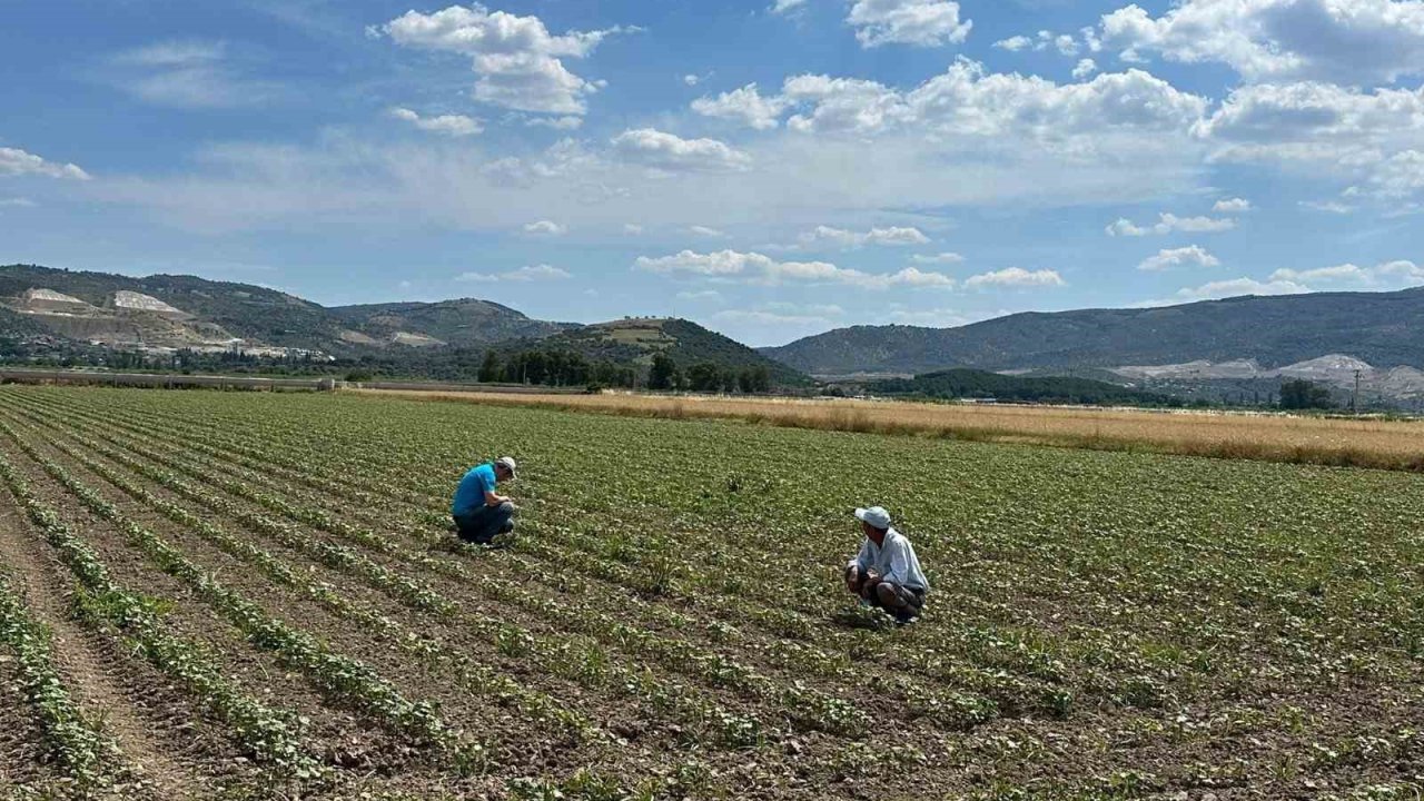 Pamuk üreticilerine "mücadele" çağrısı