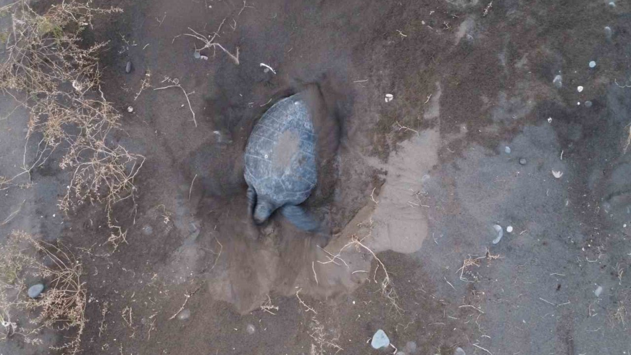 Akdeniz’in simgesi carettalar döndü: İlk anaçlar yumurtalarını bıraktı