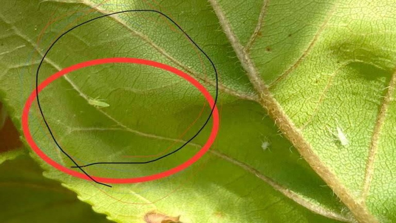 Salihli’de üreticilere ’Fidan dip kurdu’ uyarısı