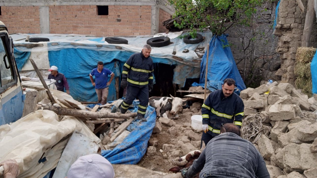 Merzifon’da ahır çöktü, 2 büyükbaş hayvan kurtarıldı