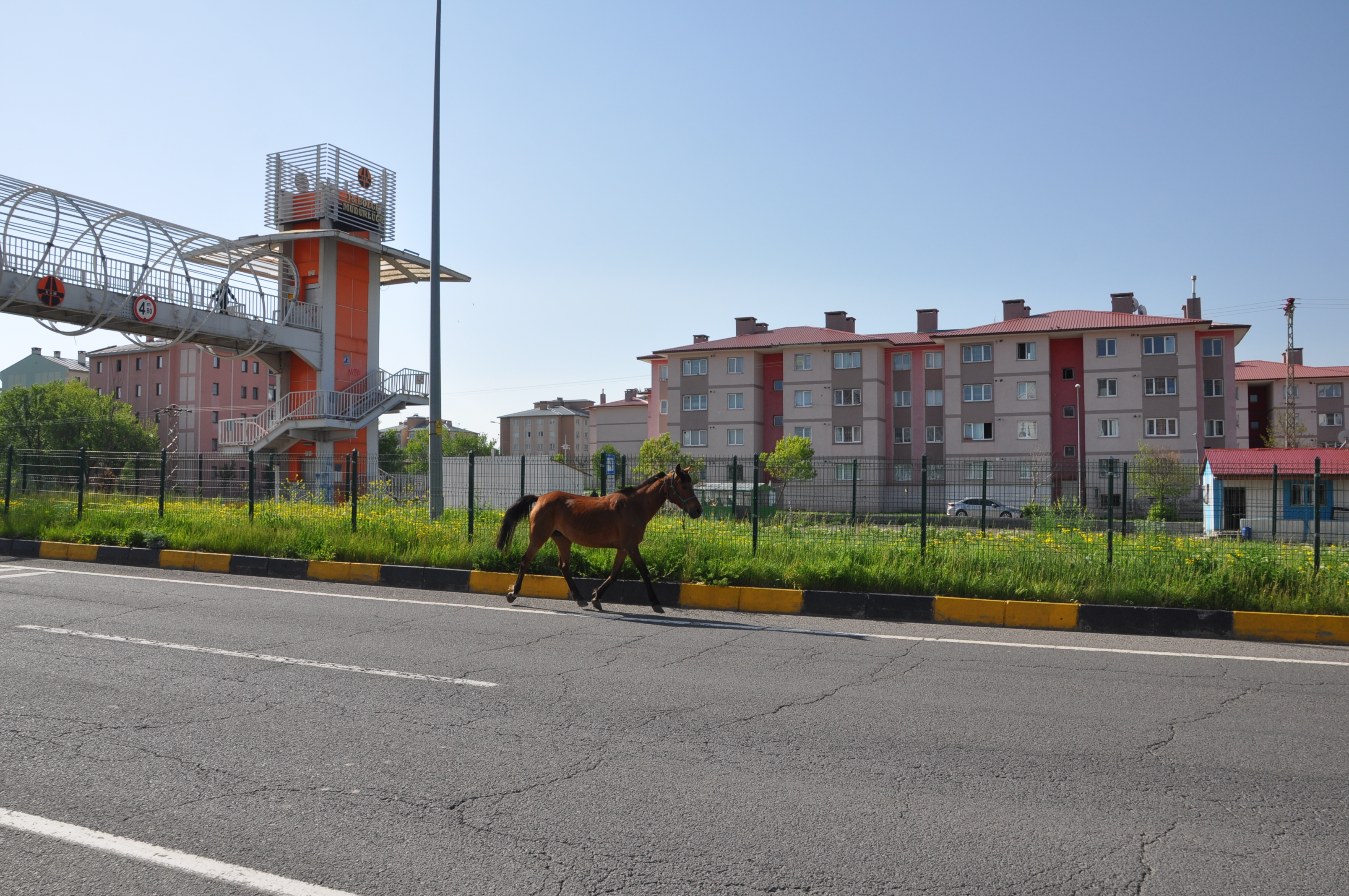 Kars’ta başıboş at trafiği tehlikeye attı