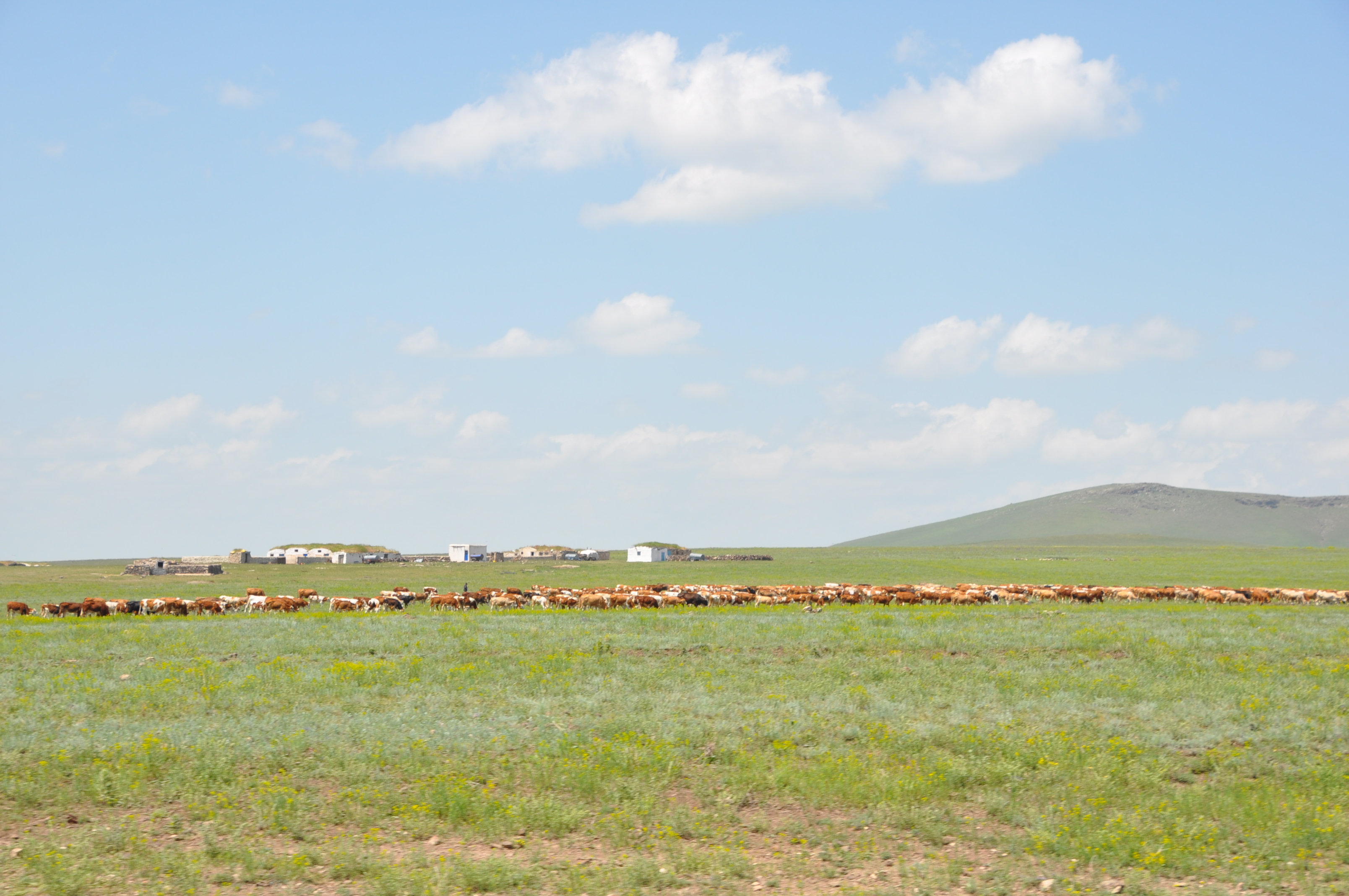 Kars’ta yayla sezonu başladı