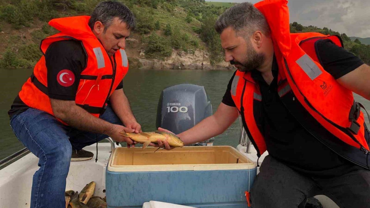 Kars’ta sazan balıklarının üreme dönemleri araştırılıyor