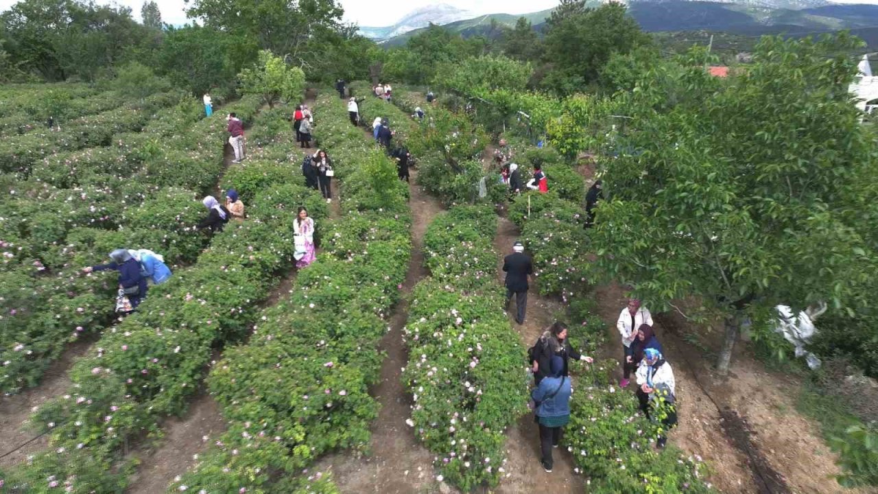 Isparta’da gül hasadı, festival coşkusunu doruklara taşıdı