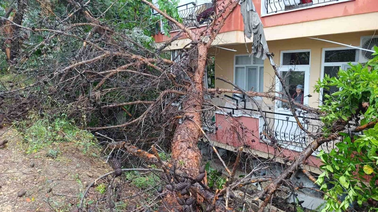 Manavgat’ta dev ağaç binanın üzerine devrildi