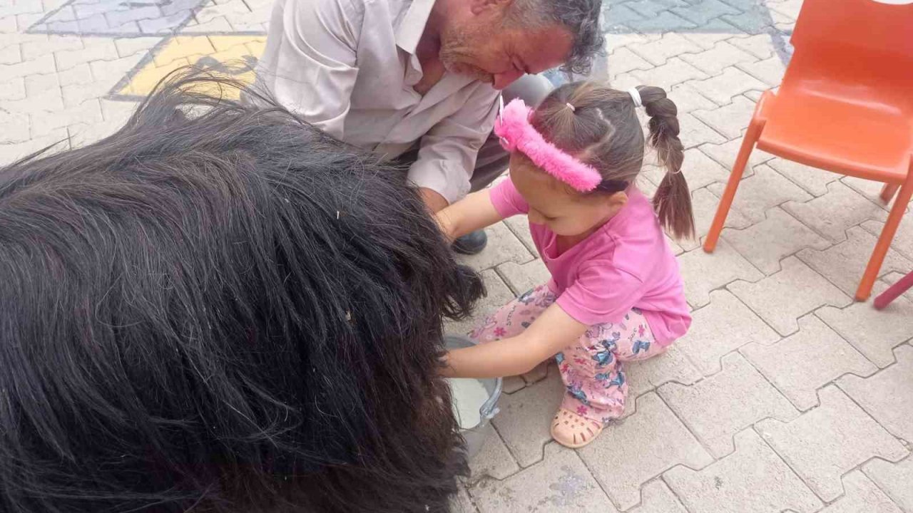 Şırnak’ta öğrencilere keçi sağımı uygulamalı olarak gösterildi