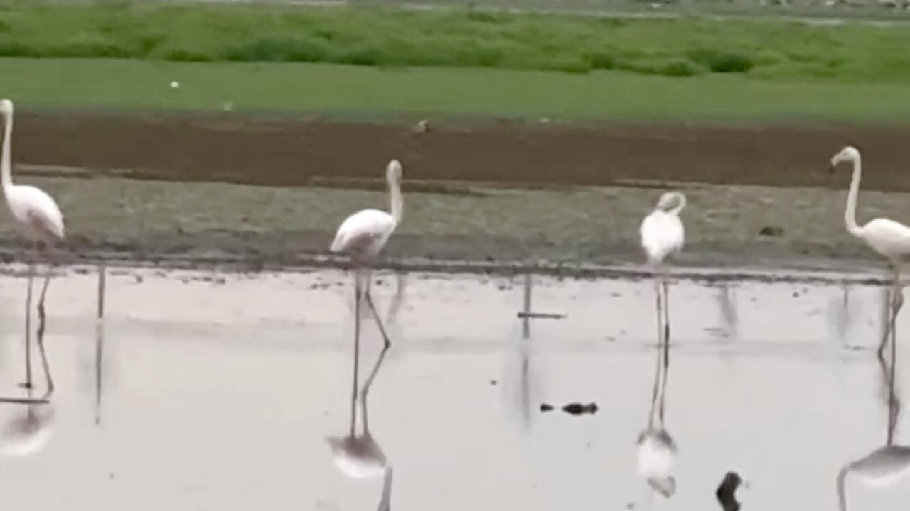 280 türden fazla kuşa ev sahipliği yapan Diyarbakır’da uzun yıllar sonra flamingo görüldü