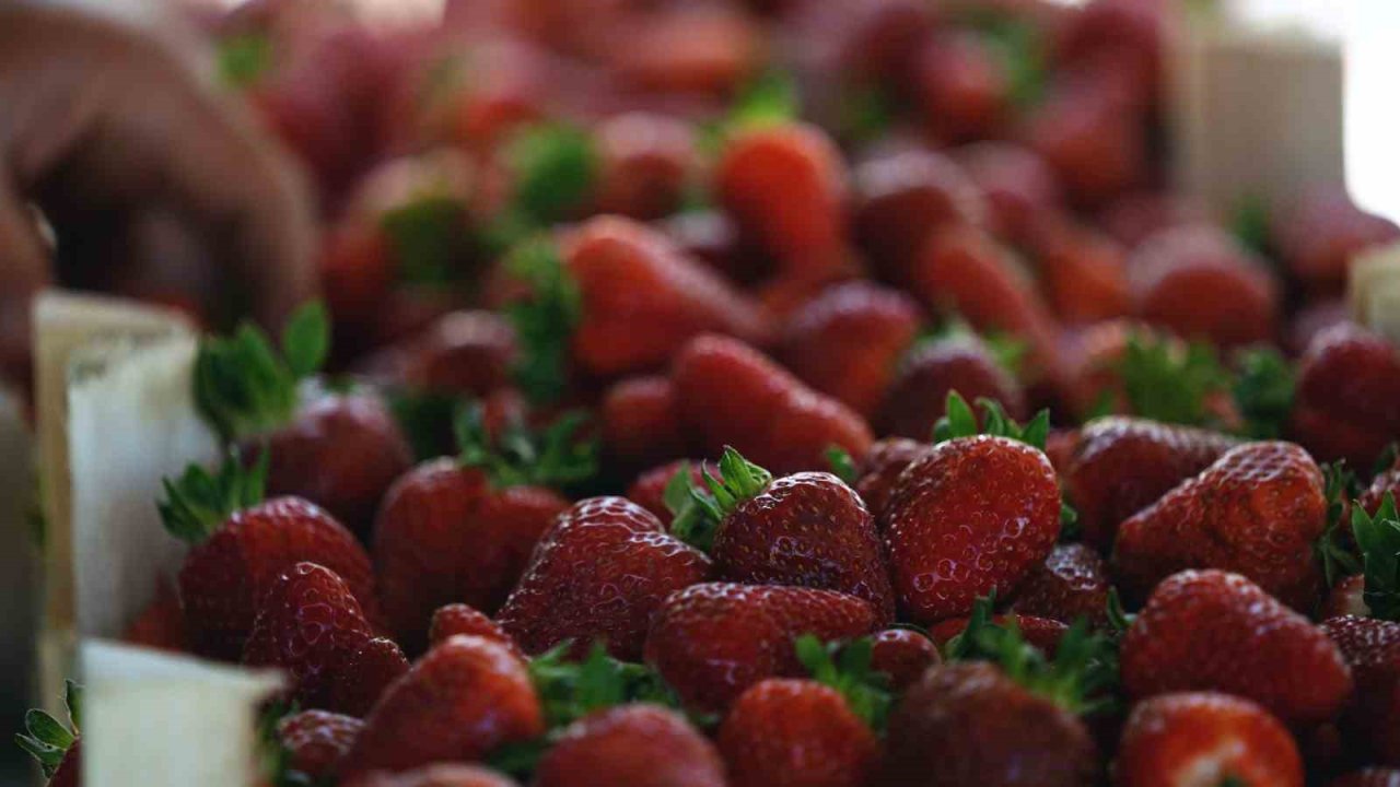 Alternatif tarımın meyvesi çileğin ilk hasadı başladı