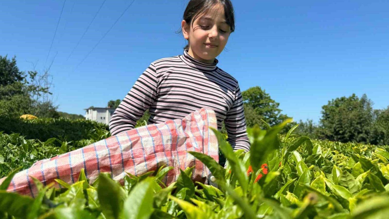 ÇAYKUR’dan yoğunluk açıklaması