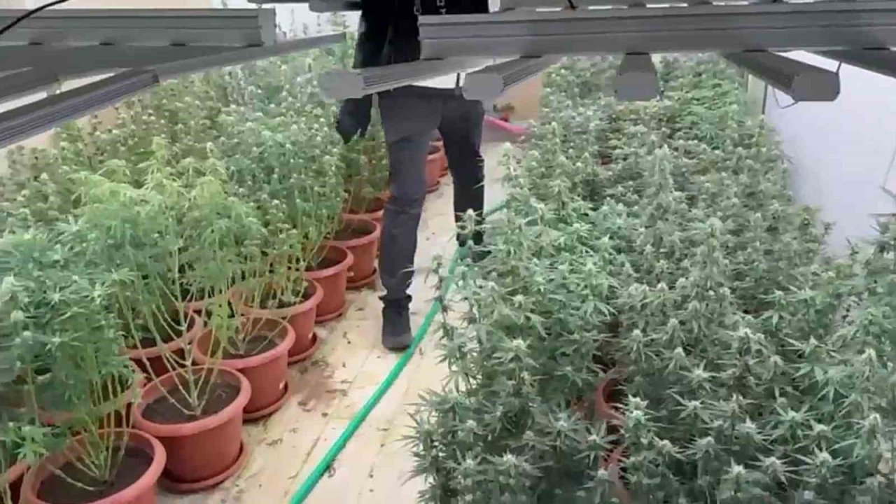 Villayı kenevir bahçesine çevirmişler