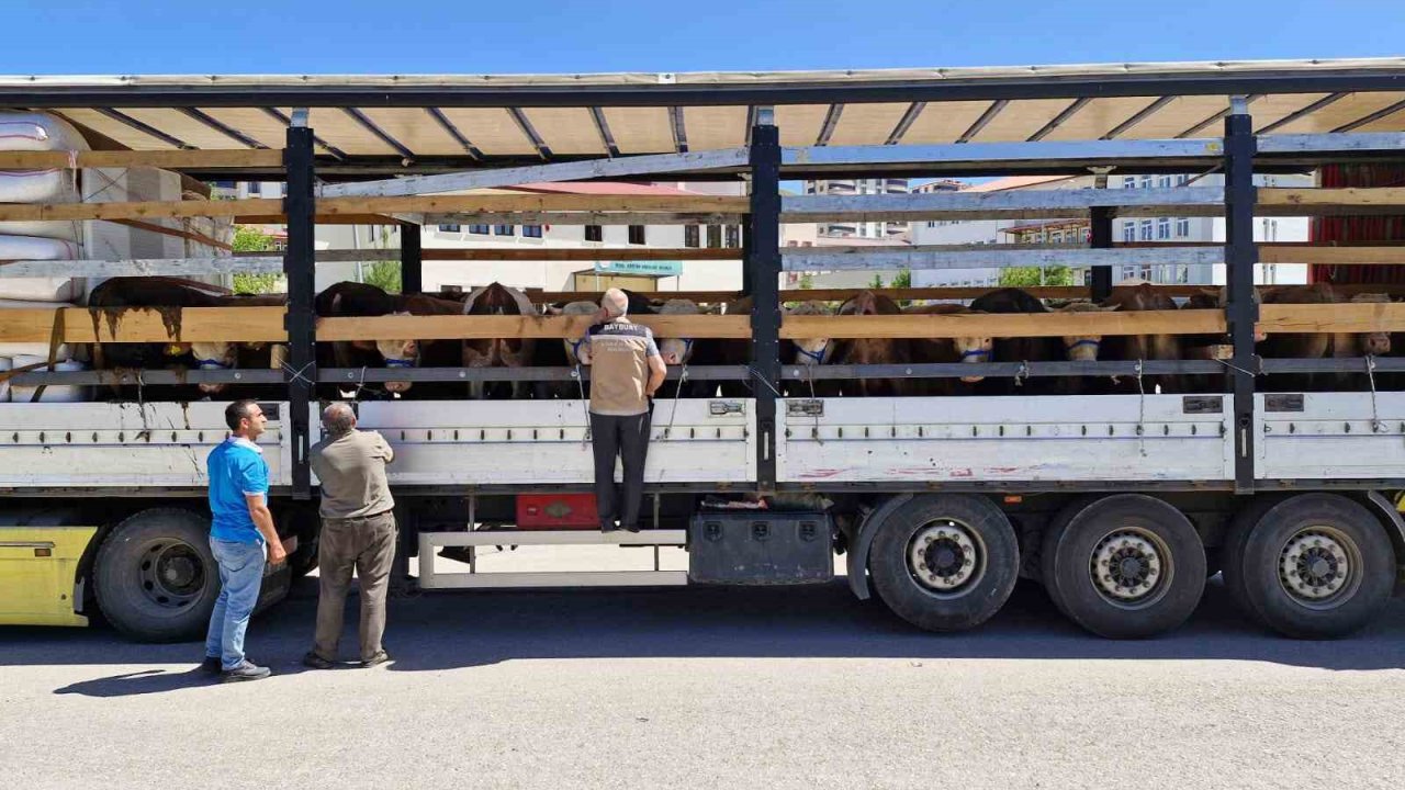 Bayburt’ta kurban sevki denetimleri sürüyor