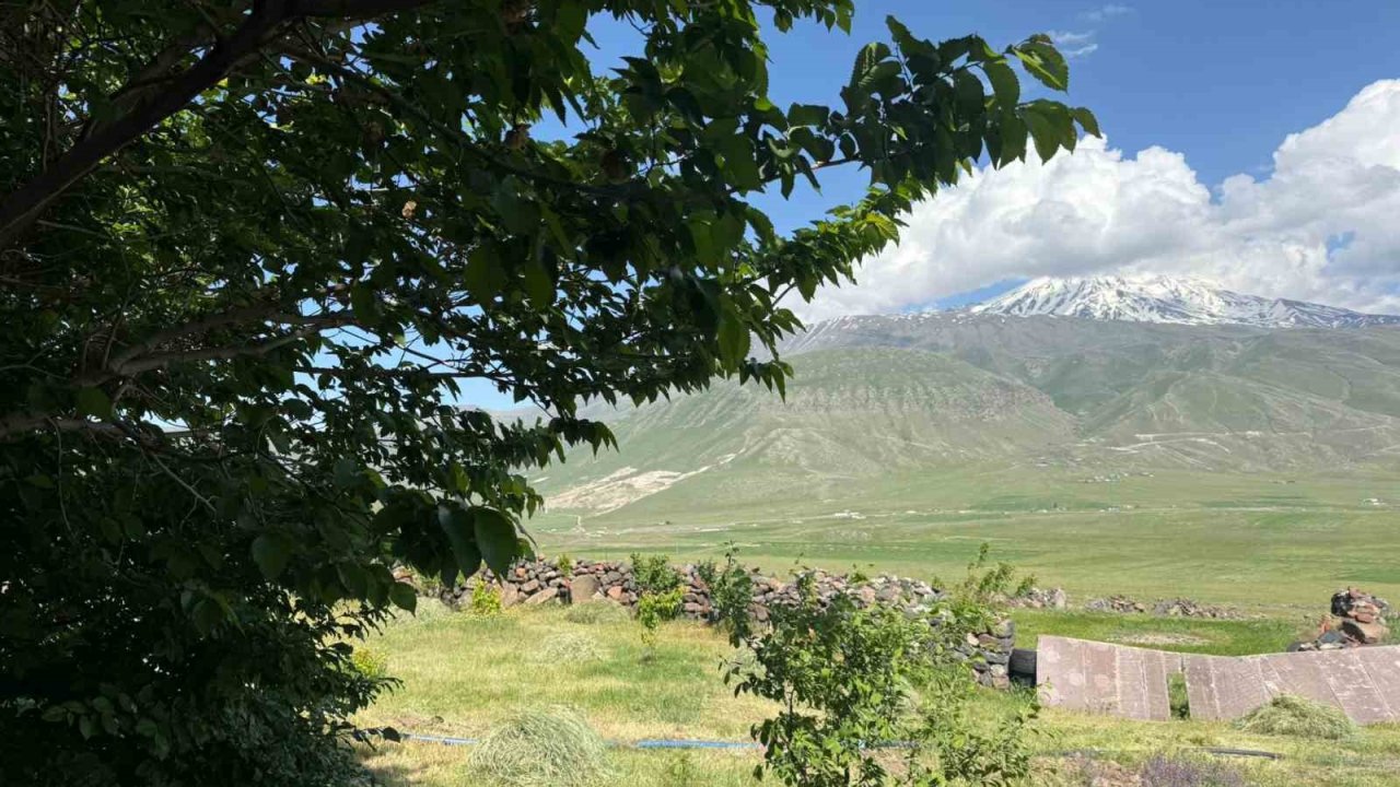 Iğdır’da çorak arazi ağaçlarla yeşeriyor