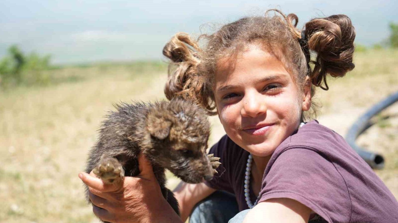 Muş’ta çoban kardeşler yaylada ölmek üzere olan kurt yavrularını kurtardı