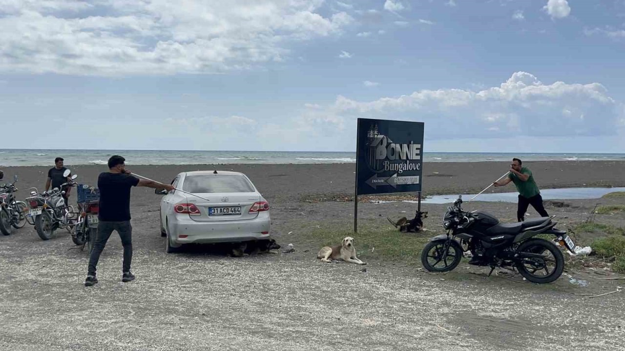 Kuduz karantinasındaki 4 mahallede başıboş köpekler toplanmaya başladı