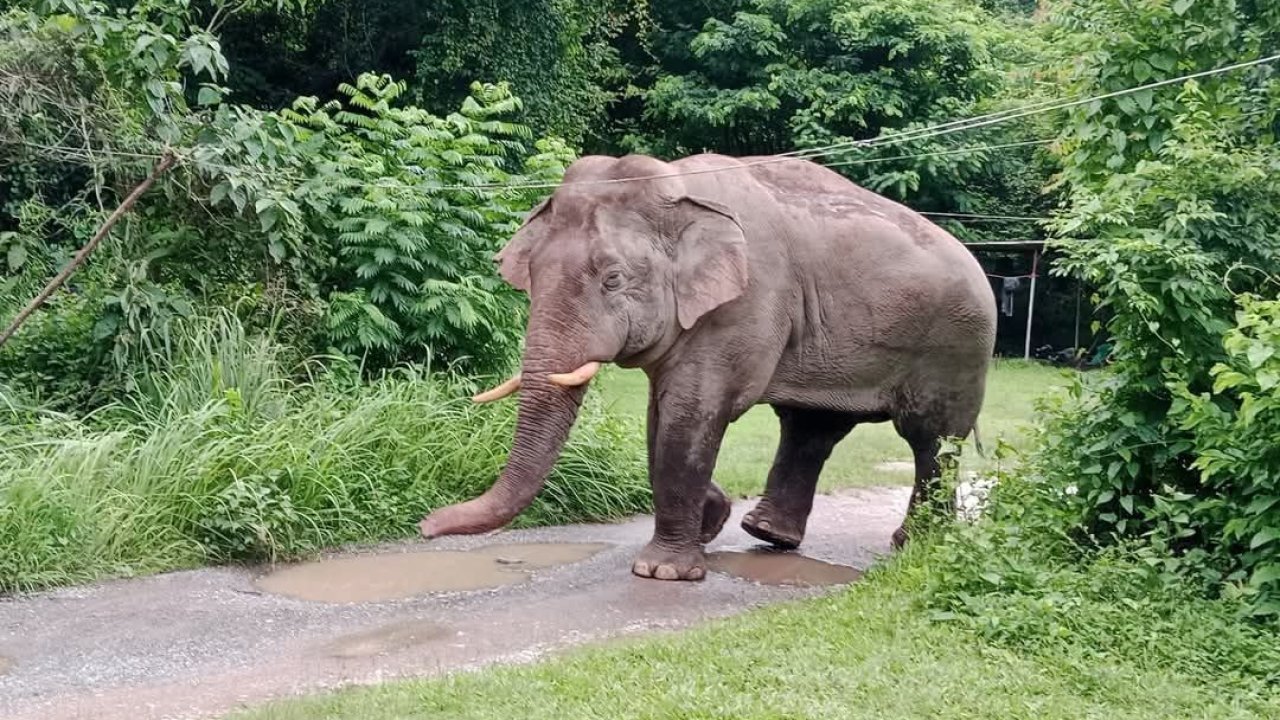 Tayland’da market sahibi, atıştırmalıkları yiyen fili sapanla kovaladı