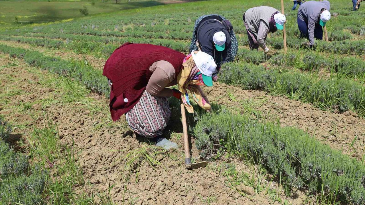 Tıbbi ve aromatik bitkilerin bahar temizliği yapılıyor