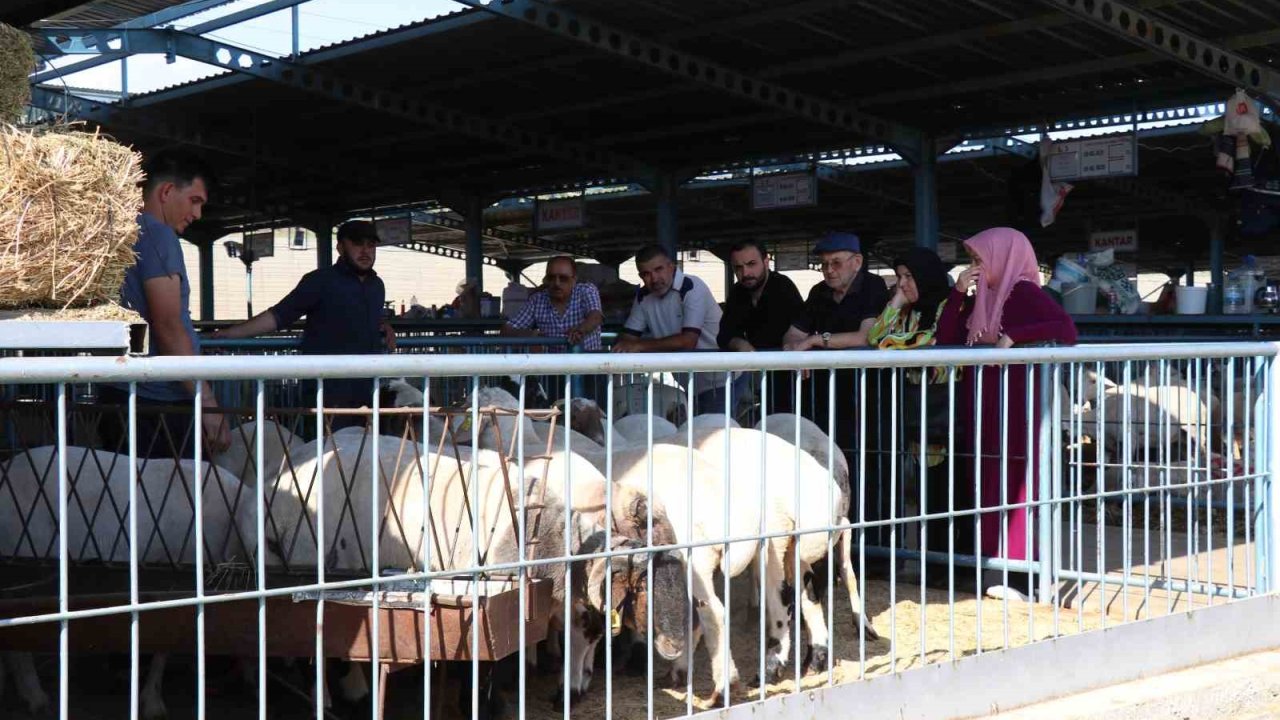 Denizli’de kurbanlıklar alıcılarını bekliyor