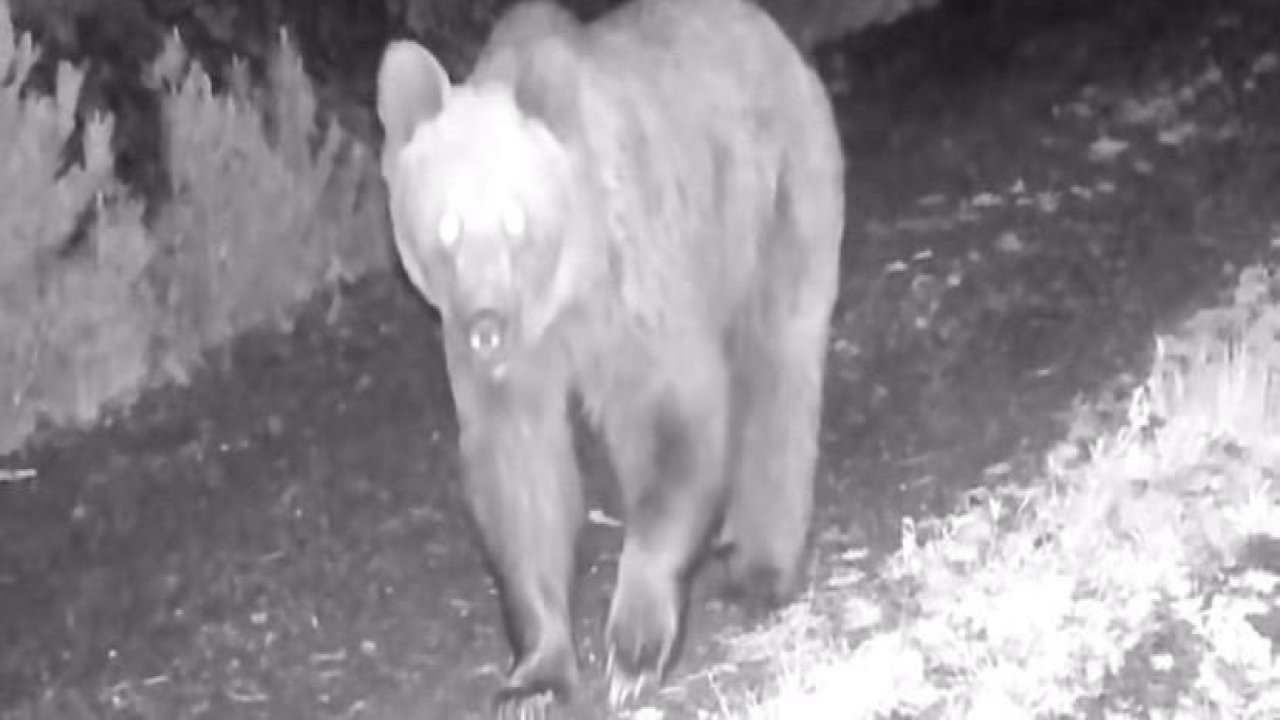 Çankırı’da ayı, yaralı kurt ve domuz sürüsü fotokapanda