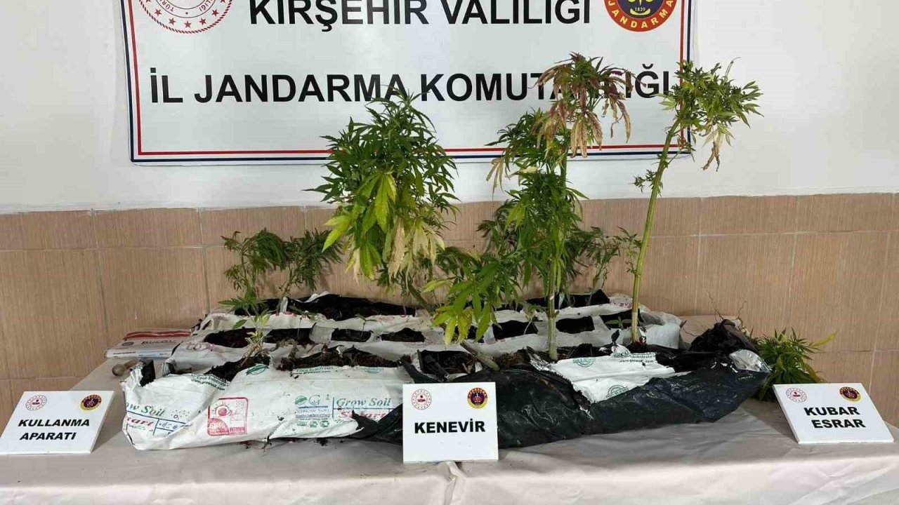 Kırşehir’de uyuşturucu operasyonu: 40 kök kenevir ele geçirildi