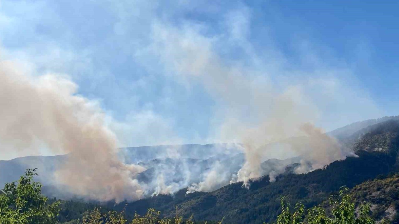 Milletvekili Şahin: "Yanan 88 Hektarlık Orman Alanı Ağaçlandırılıyor"