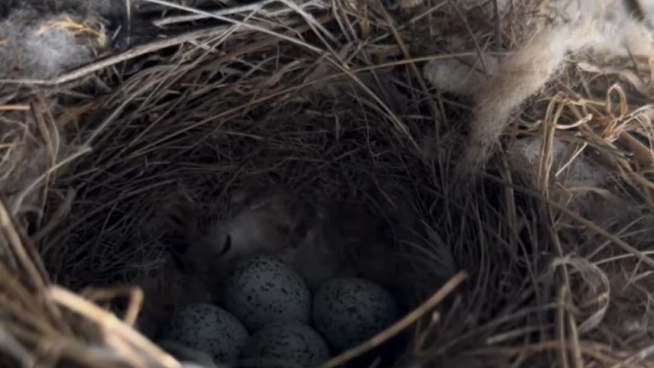 Ekskavatöre yuva yapan kuş için çalışmalar durduruldu