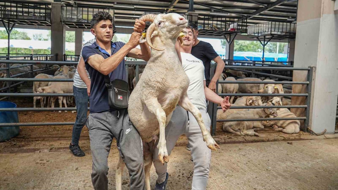 Kurban pazarının gözdesi...4 boynuzlu koçu görenler şaşırıyor
