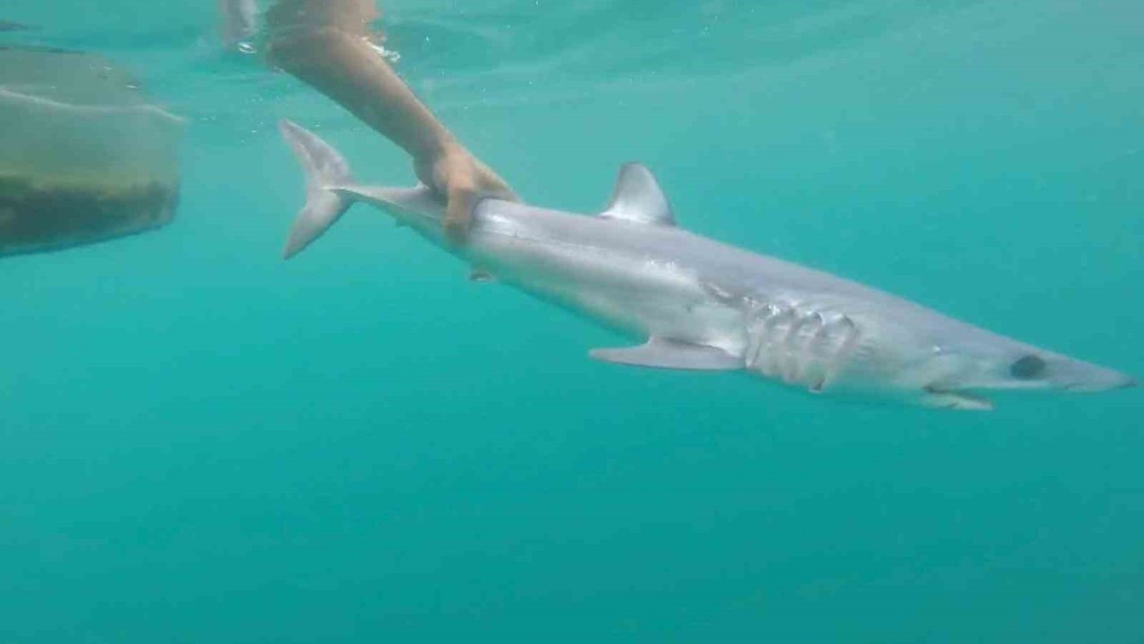 Tatilcileri rahatlatan açıklama: "Türkiye’deki denizler, köpek balığı riski açısından çok güvenli"