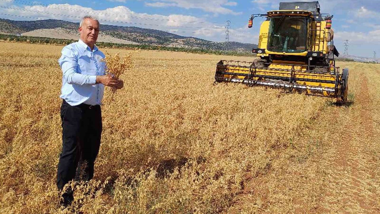 Araban Ovası’nda 2025 yılı nohut hasadı başladı