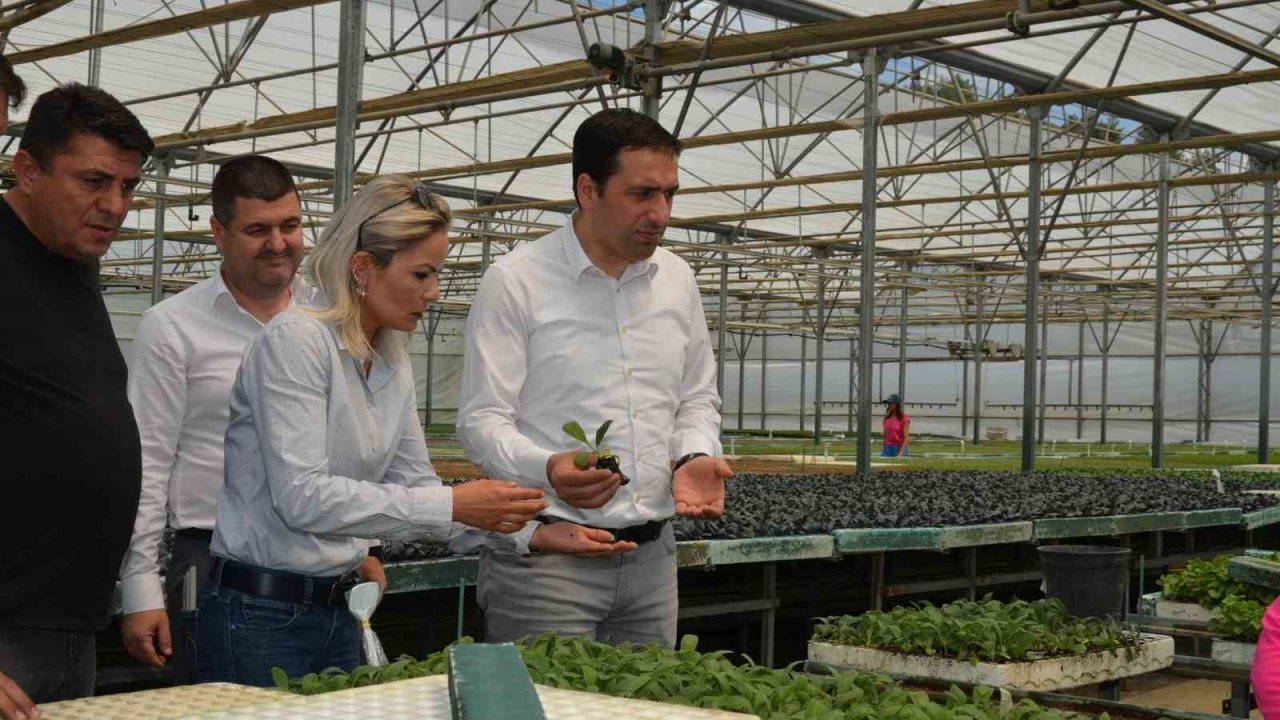 Bilecik’te "Enginar Fide" projesi