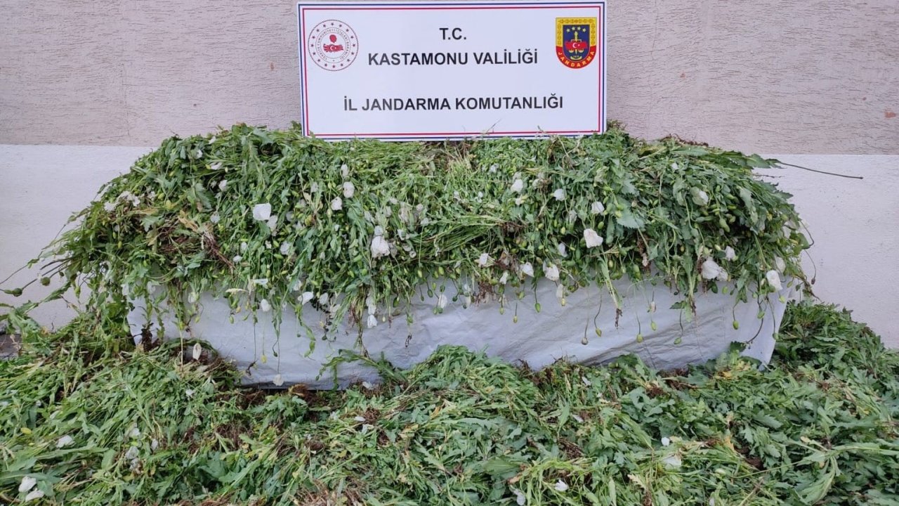 Kastamonu’da 120 bin kök haşhaş ele geçirildi