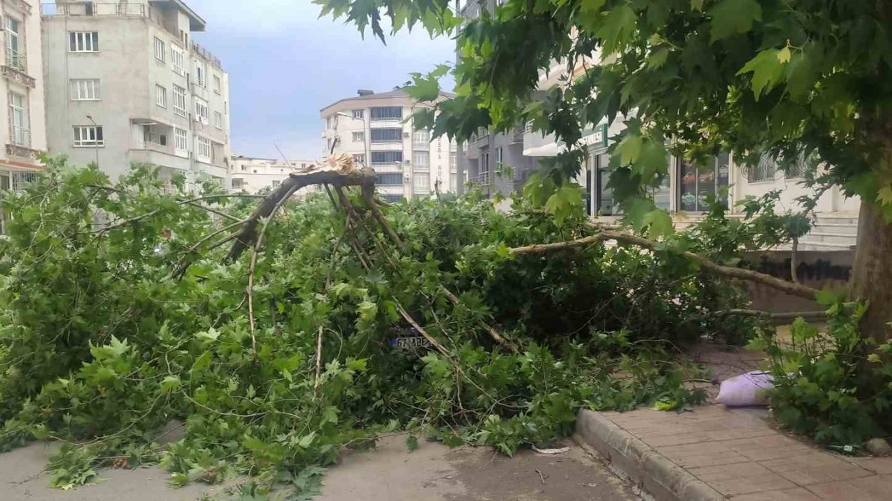 Batman’da şiddetli rüzgarın devirdiği ağaç park halindeki aracın üzerine düştü