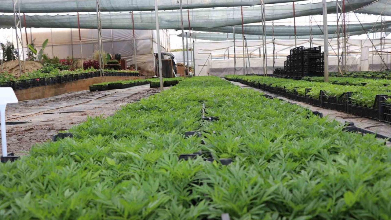 Alanya Belediyesi arife günü mezarlıklarda çiçek dağıtacak