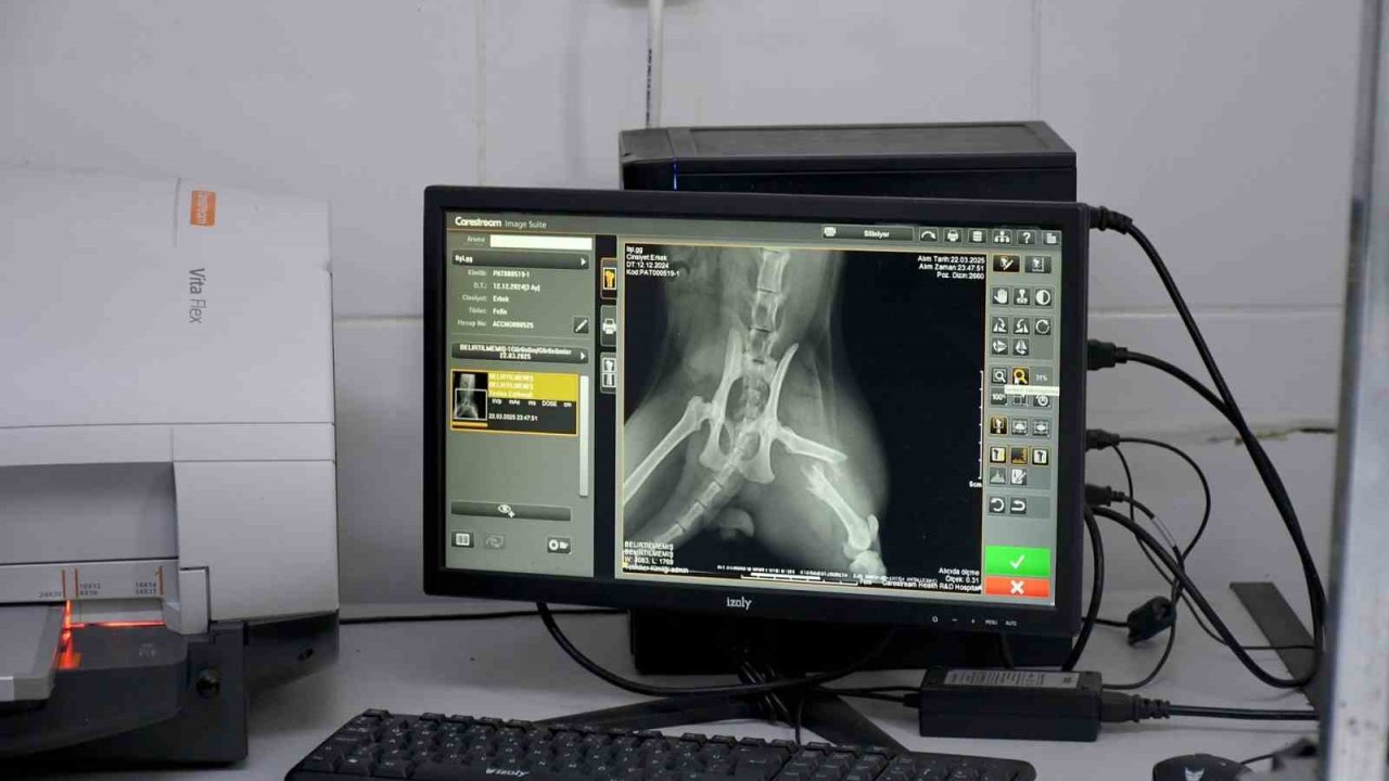 Başkan Günel, 5’inci kattan düşen kediye yaşam umudu oldu