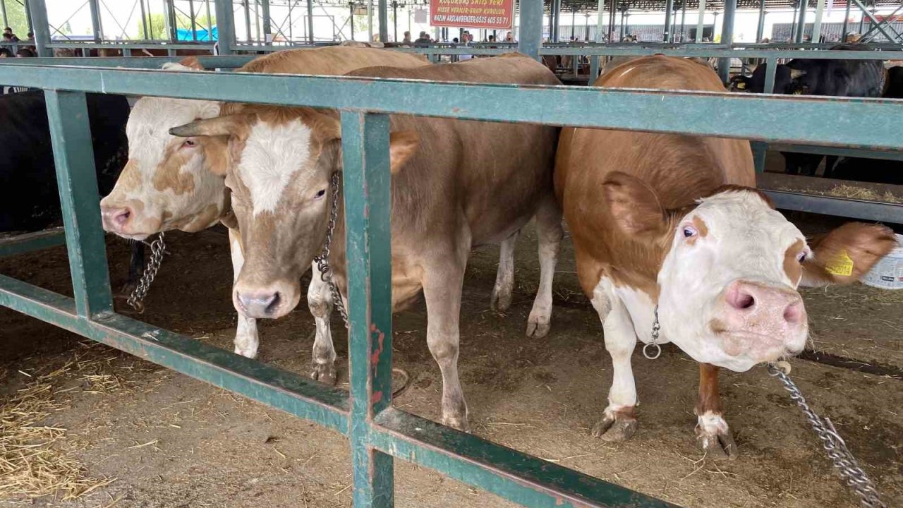 Eskişehir Hayvan Pazarı’nın 750 kiloluk düveleri