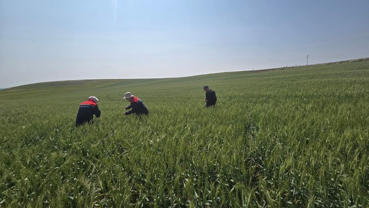 Kulu’da süne zararlısıyla mücadele çalışmaları