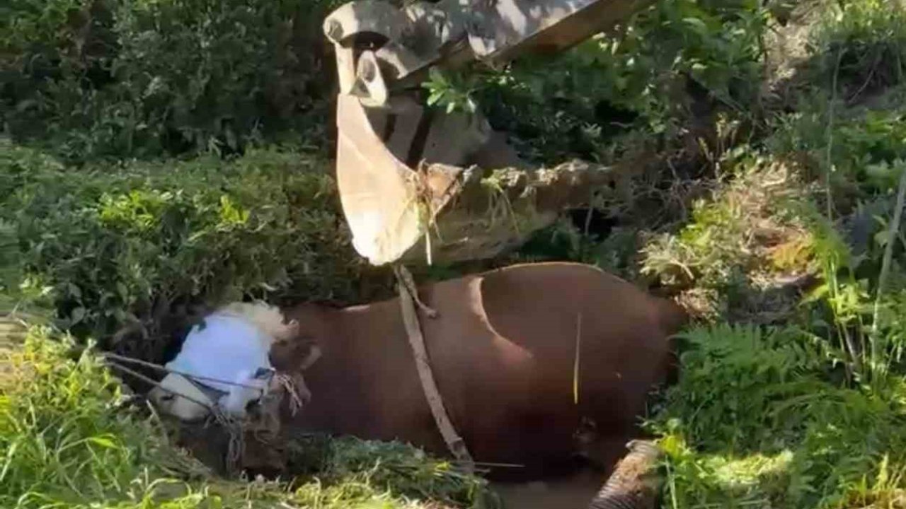 Rize’de bağını kopararak çukura düşen boğa iş makinesi ile çıkarıldı