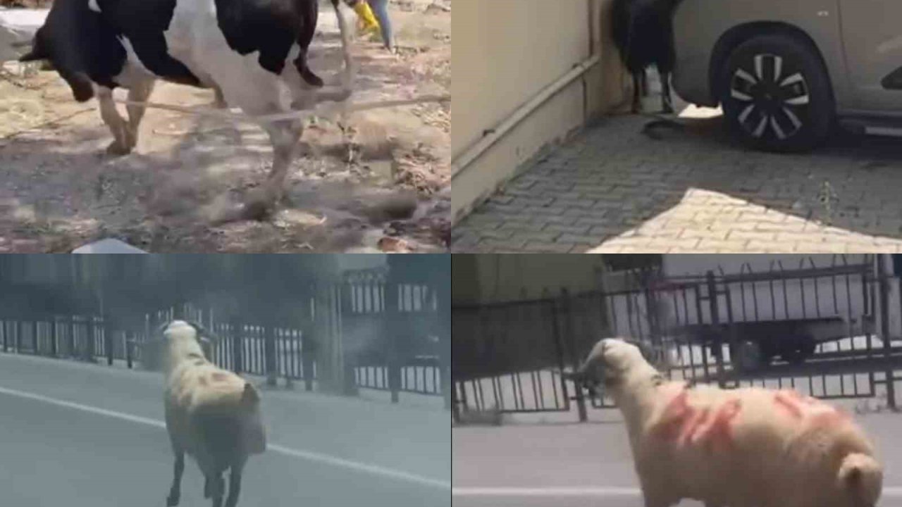 Kurbanlıklar firarda