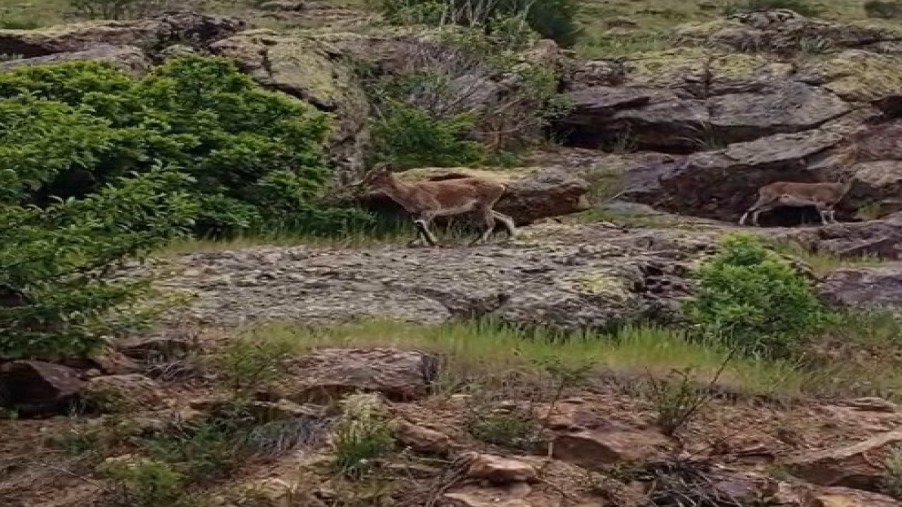 Bayburtlu vatandaşın dağ keçileriyle imtihanı: "Aşağı inmeyin, düşersiniz. Haydi gidin, buralarda fazla dolanmayın"